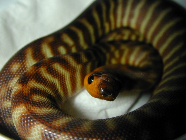 woma
